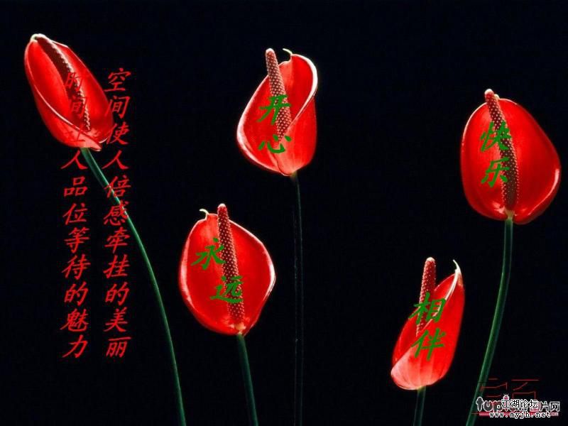 生日快乐
