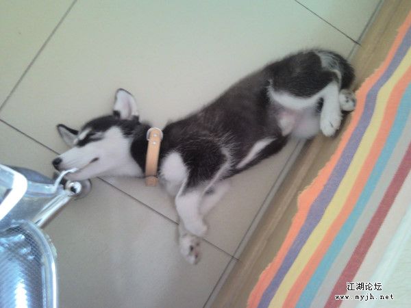 狗狗妈妈小时候