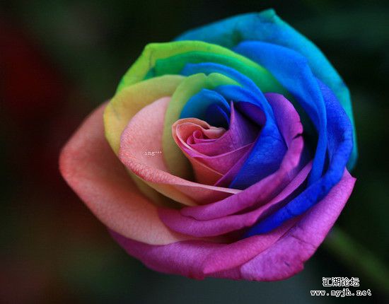 p_large_HoAM_55b70002df6a2d10.jpg