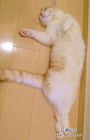 ▲伪娘型.jpg