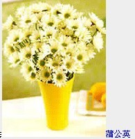 银铃-蒲公英.jpg