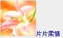 芙蓉-片片柔情.jpg