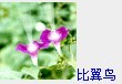 幸福绽放-比喻鸟.jpg