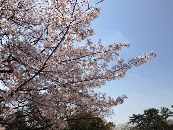 樱花3.jpg
