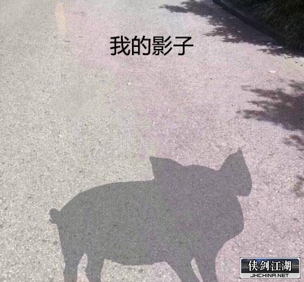 我的影子，猪！.JPEG