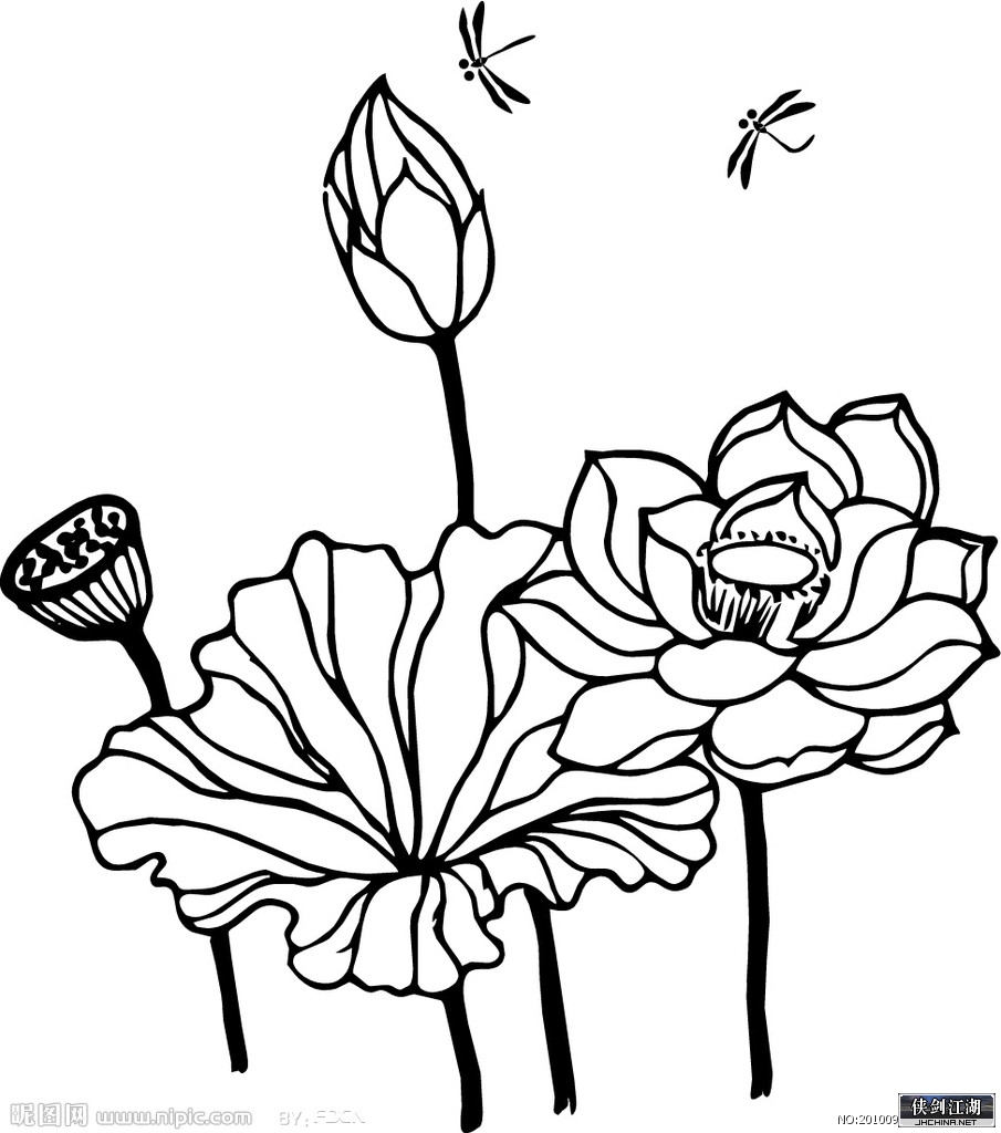 荷花 素描