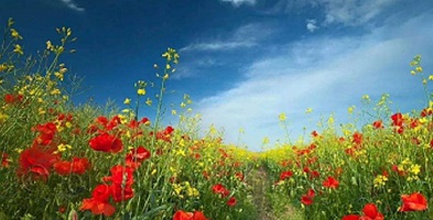 花径.jpg