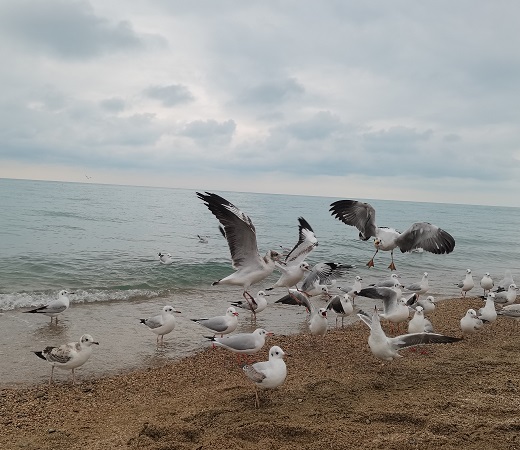 青海湖0-1.jpg