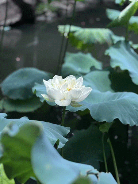 荷花.png