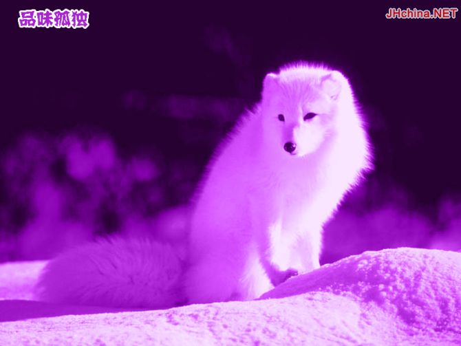 狐狸~!很漂亮