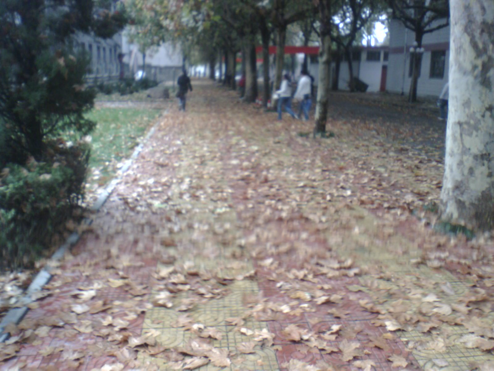 秋叶-4.jpg