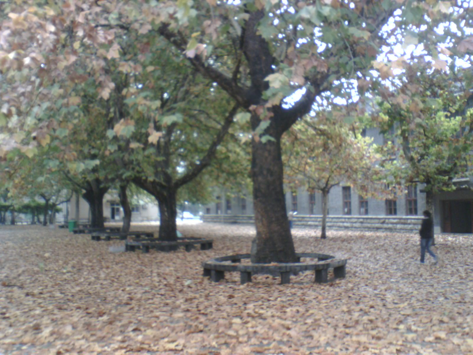 秋叶-3.jpg